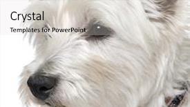  Presentation with old west - Audience pleasing slides consisting of west highland white terrier 1 backdrop and a lemonade colored foreground