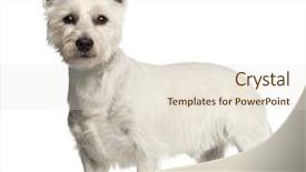  Presentation with old west - Audience pleasing presentation consisting of  backdrop and a  colored foreground