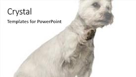  Presentation with old west - PPT theme consisting of west highland white terrier 2 years old sitting against white background background and a white colored foreground