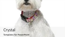  Presentation with old west - Presentation theme consisting of west highland white terrier 2 background and a light gray colored foreground