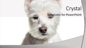  Presentation with old west - Beautiful slide deck featuring west highland white terrier 3 backdrop and a light gray colored foreground