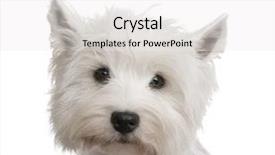  Presentation with west - Amazing slide set having west highland white terrier 3 backdrop and a white colored foreground