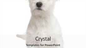  Presentation with west - Slide set with west highland white terrier 3 months in front of a white background background and a white colored foreground