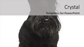  Presentation with old west - Audience pleasing presentation theme consisting of west highland white terrier 4 years old sitting against white background backdrop and a light gray colored foreground