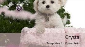  Presentation with old west - Audience pleasing slide deck consisting of west highland white terrier 6 backdrop and a soft green colored foreground