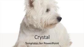  Presentation with west - Presentation featuring west highland white terrier 8 months in front of a white background background and a soft green colored foreground