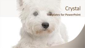  Presentation with west - Beautiful PPT layouts featuring westies - west highland white terrier 8 backdrop and a sky blue colored foreground