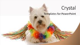  Presentation with hula dancing - Presentation having comic theme - west highland white terrier dressed background and a lemonade colored foreground