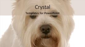  Presentation with west - PPT theme with  background and a  colored foreground