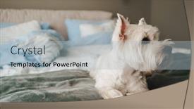  Presentation with west borneo culture - PPT theme with west-highland-white-terrier-lying background and a light gray colored foreground