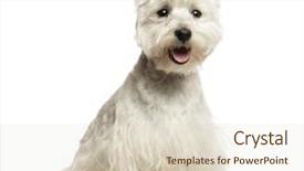  Presentation with old west - Slides having westies - west highland white terrier panting background and a lemonade colored foreground