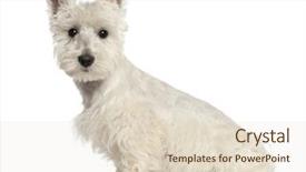  Presentation with old west - Colorful PPT theme enhanced with west highland white terrier puppy backdrop and a lemonade colored foreground