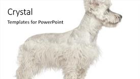  Presentation with old west - PPT theme consisting of west highland white terrier puppy background and a white colored foreground