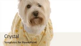  Presentation with west - Amazing PPT theme having west highland white terrier ready for bed backdrop and a coral colored foreground