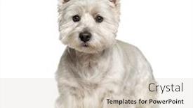  Presentation with west borneo culture - PPT theme featuring highlands - west highland white terrier standing background and a soft green colored foreground