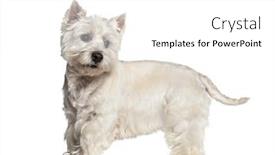  Presentation with west - PPT theme featuring west highland white terrier standing against white background background and a white colored foreground