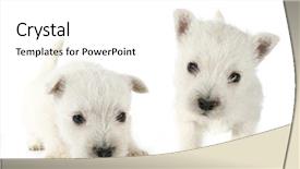  Presentation with west - Colorful slide deck enhanced with pills spilling out of pill bottle on gray background top view backdrop and a gray colored foreground