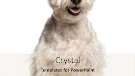  Presentation with west - Slide deck featuring highlands - west highland white terrier westie background and a lemonade colored foreground