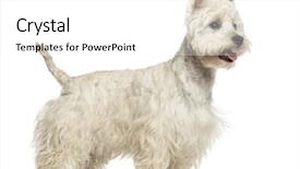  Presentation with old west - Beautiful theme featuring west highland white terrier backdrop and a white colored foreground