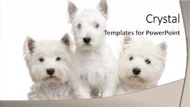  Presentation with west - Amazing slides having highland white terrier in front backdrop and a white colored foreground