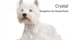  Presentation with west - PPT layouts featuring west highland white terrier background and a white colored foreground