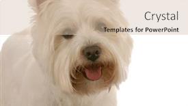  Presentation with west - Beautiful slide deck featuring west highland white terrier on white background backdrop and a soft green colored foreground