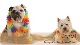  Presentation with hula dancing - Colorful slides enhanced with comic theme - dancing dogs - english bulldog backdrop and a coral colored foreground