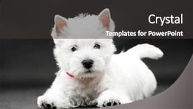  Presentation with theater black and white - Colorful theme enhanced with west highlwest highland white terrier backdrop and a dark gray colored foreground