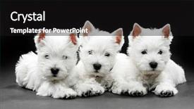  Presentation with west - PPT layouts featuring puppies west highlwest highland white background and a black colored foreground