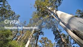  Presentation with western - Amazing PPT theme having western australia - giant tingle tree backdrop and a teal colored foreground