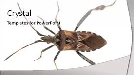  Presentation with seed - Presentation having refreshing fruit cocktails isolated on white background and a lemonade colored foreground