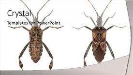  Presentation with soybean seed soy field seeding - Colorful slides enhanced with western conifer seed bugs leptoglossus backdrop and a  colored foreground