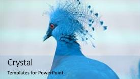  Presentation with crown - Amazing presentation theme having western crowned pigeon ''goura cristata'' with beautiful crown feathers on it's head backdrop and a light blue colored foreground