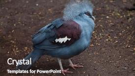  Presentation with western - Audience pleasing presentation theme consisting of papua - western crowned pigeon goura cristata backdrop and a tawny brown colored foreground