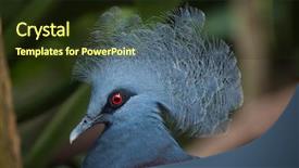  Presentation with western - PPT theme enhanced with western crowned pigeon goura cristata also known as the blue crowned pigeon background and a tawny brown colored foreground