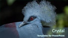  Presentation with crown - Slides having western crowned pigeon goura cristata background and a ocean colored foreground