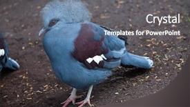  Presentation with western - Presentation design with western crowned pigeon goura cristata also known as the blue crowned pigeon background and a gray colored foreground