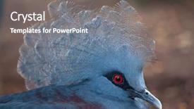  Presentation with western - PPT layouts consisting of western crowned pigeon goura cristata background and a  colored foreground