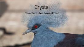  Presentation with western philosophy - Slides enhanced with western crowned pigeon goura cristata background and a mint green colored foreground