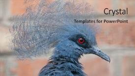  Presentation with crown - Colorful PPT theme enhanced with western crowned pigeon goura cristata backdrop and a coral colored foreground