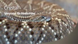  Presentation with western - Presentation featuring western diamondback rattlesnake coiled over body background and a coral colored foreground