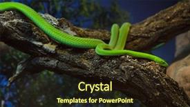  Presentation with western - Cool new PPT theme with western green mamba dendroaspis viridis backdrop and a wine colored foreground