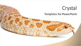  Presentation with western society - Slides with western hog-nosed snake heterodon background and a white colored foreground