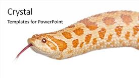  Presentation with western - Colorful theme enhanced with western hog-nosed snake heterodon backdrop and a white colored foreground