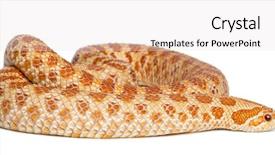  Presentation with western society - Colorful slide set enhanced with western hog-nosed snake heterodon backdrop and a lemonade colored foreground
