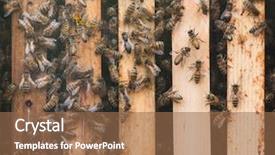  Presentation with honey bee - Beautiful slide deck featuring western honey bee apis mellifera backdrop and a coral colored foreground