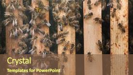  Presentation with honey bee - Presentation theme featuring western honey bee apis mellifera background and a tawny brown colored foreground