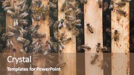  Presentation with honey bee - Presentation theme enhanced with western honey bee apis mellifera background and a tawny brown colored foreground