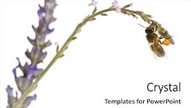  Presentation with honey bee - Theme with western honey bee or european background and a white colored foreground