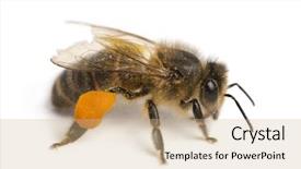  Presentation with honey bee - Audience pleasing slides consisting of western honey bee or european backdrop and a coral colored foreground